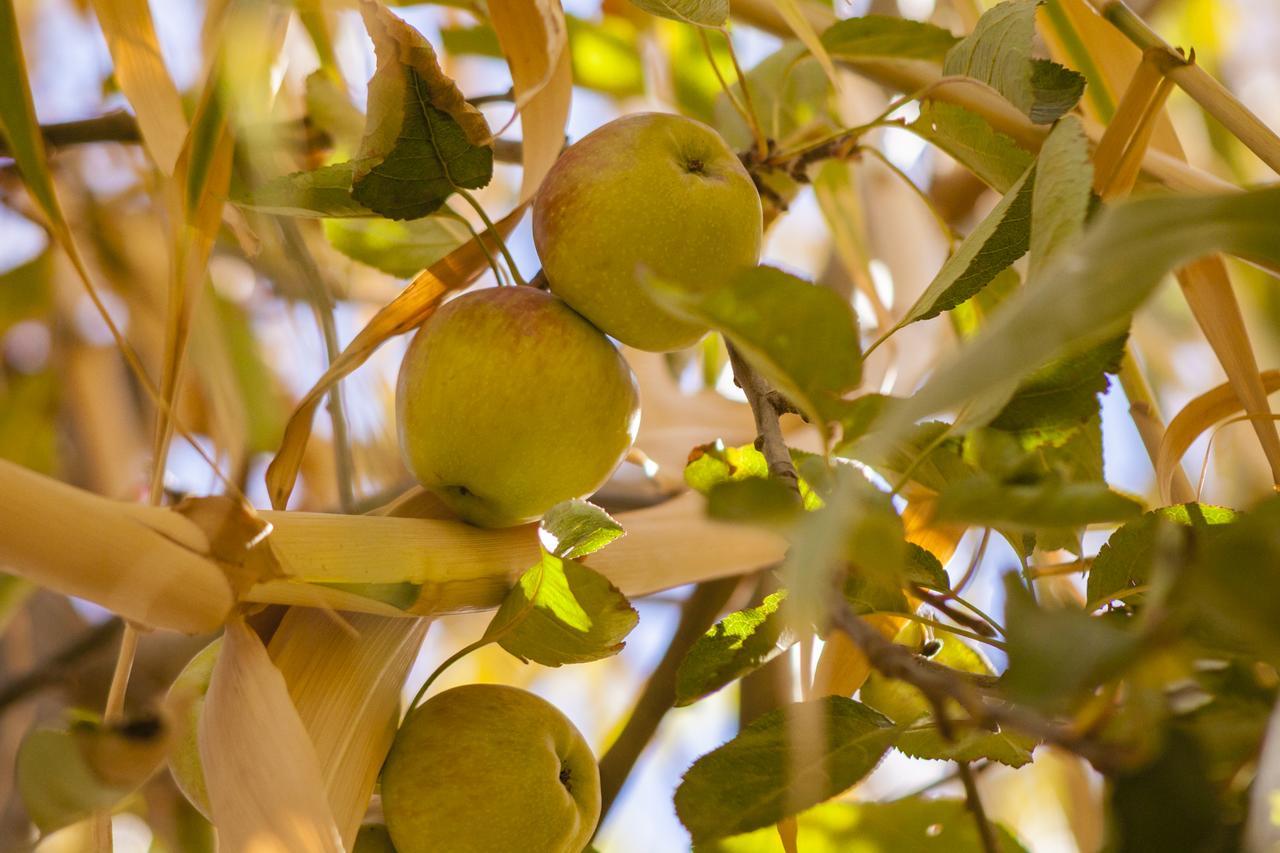 Villa Pomme D'Or Midelt Dış mekan fotoğraf